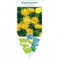 Buphthalmum salicifolium