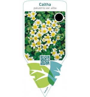 Caltha palustris var. alba