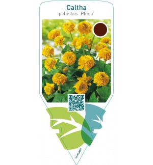 Caltha palustris ‘Plena’
