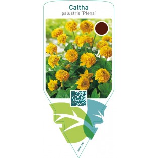 Caltha palustris ‘Plena’