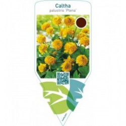 Caltha palustris ‘Plena’
