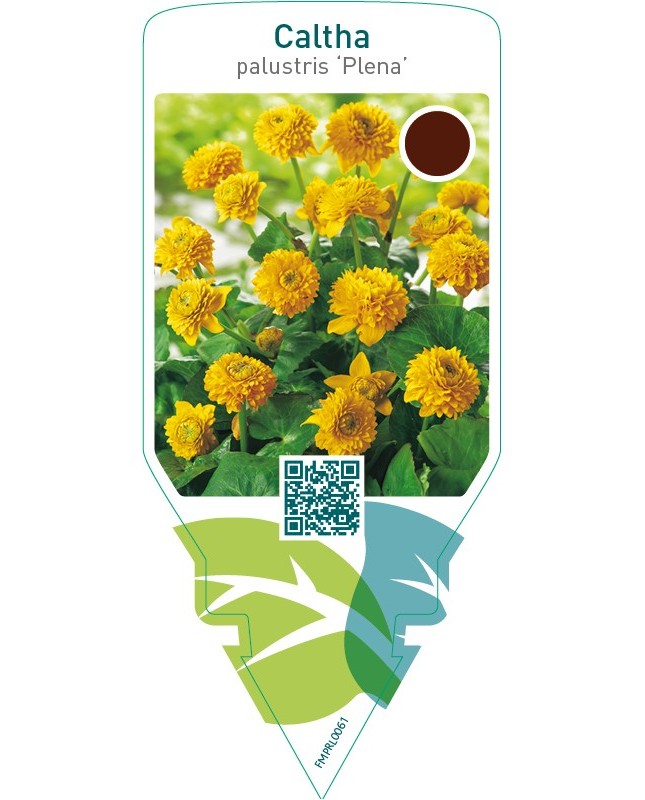 Caltha palustris ‘Plena’