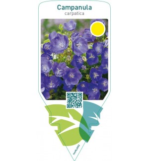 Campanula carpatica