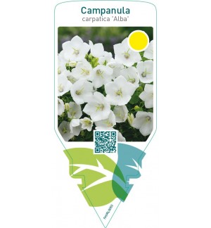 Campanula carpatica ‘Alba’
