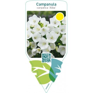 Campanula carpatica ‘Alba’