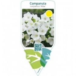 Campanula carpatica ‘Alba’