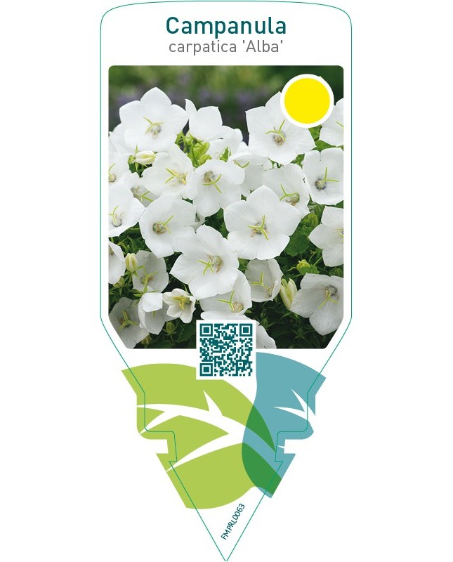 Campanula carpatica ‘Alba’