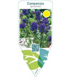 Campanula glomerata  blue