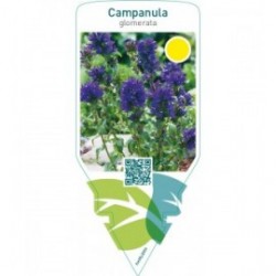 Campanula glomerata  blue