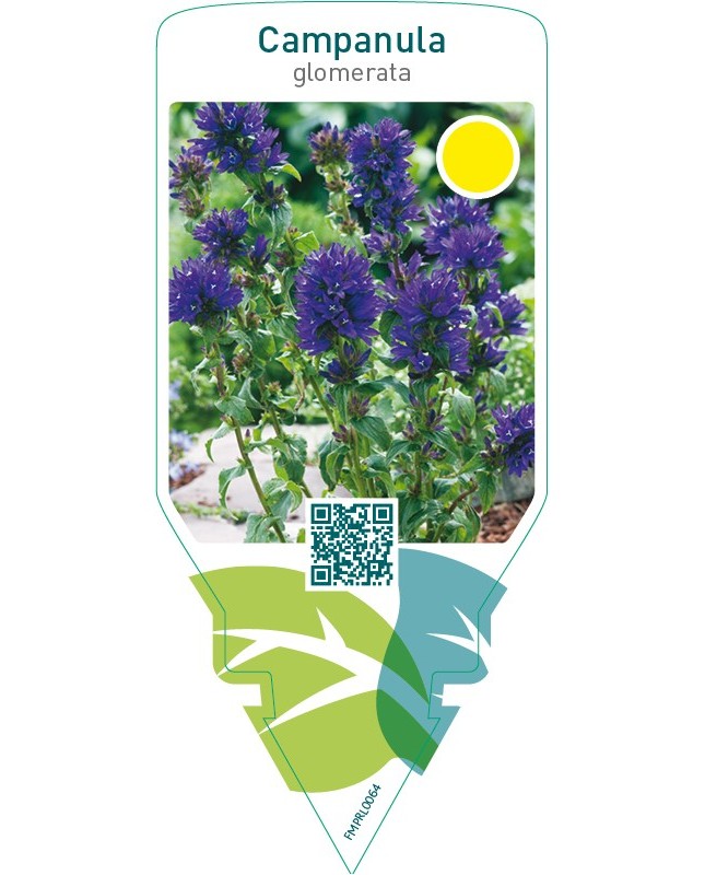 Campanula glomerata  blue