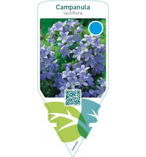Campanula lactiflora  blue