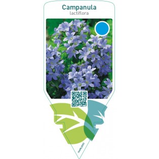 Campanula lactiflora  blue