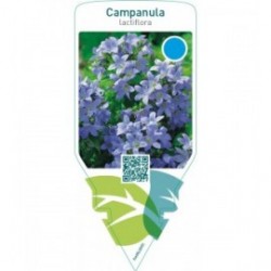 Campanula lactiflora  blue