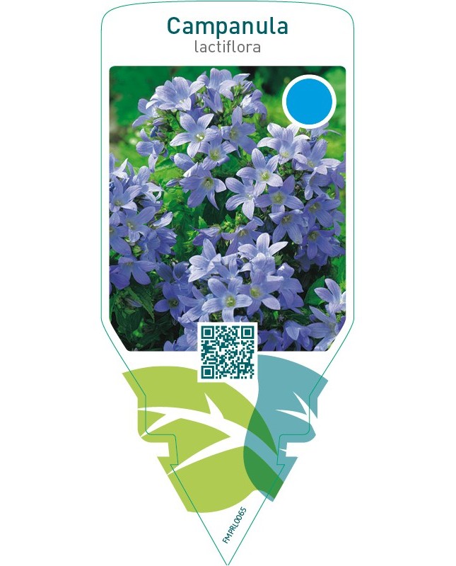 Campanula lactiflora  blue
