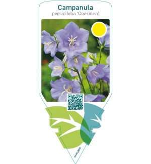 Campanula persicifolia ‘Coerulea’
