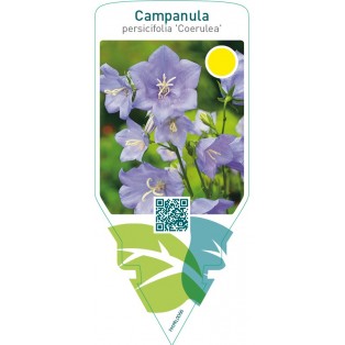 Campanula persicifolia ‘Coerulea’