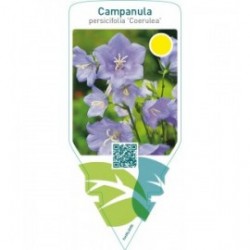 Campanula persicifolia ‘Coerulea’