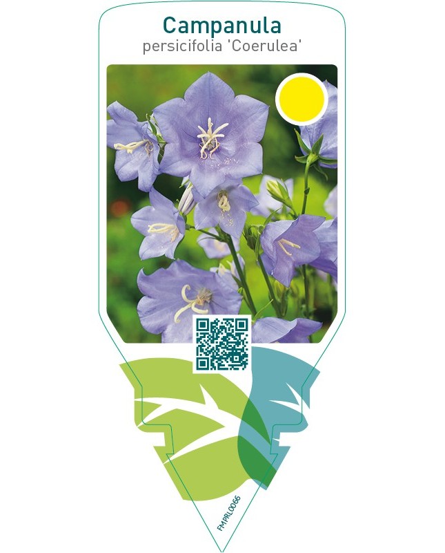 Campanula persicifolia ‘Coerulea’