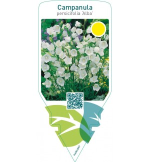 Campanula persicifolia ‘Alba’
