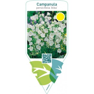 Campanula persicifolia ‘Alba’
