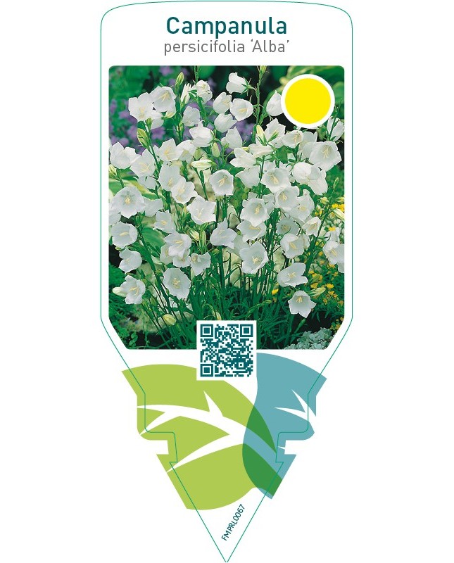 Campanula persicifolia ‘Alba’