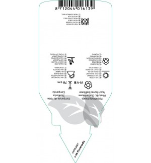 Etichette di Campanula persicifolia ‘Alba’ *