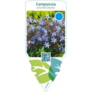 Campanula poscharskyana  blue