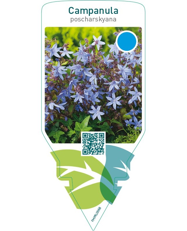 Campanula poscharskyana  blue