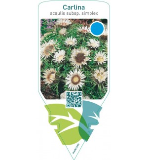 Carlina acaulis  subsp. simplex