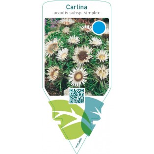 Carlina acaulis  subsp. simplex