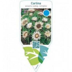 Carlina acaulis  subsp. simplex