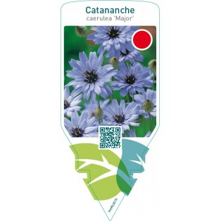 Catananche caerulea ‘Major’