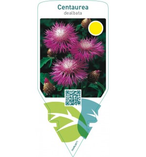 Centaurea dealbata