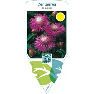 Centaurea dealbata