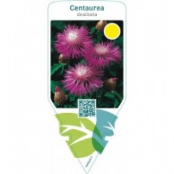 Centaurea dealbata