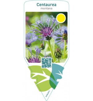 Centaurea montana