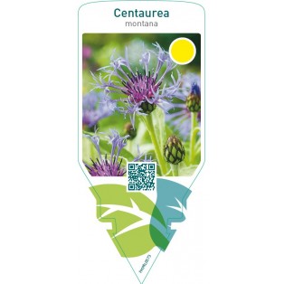Centaurea montana
