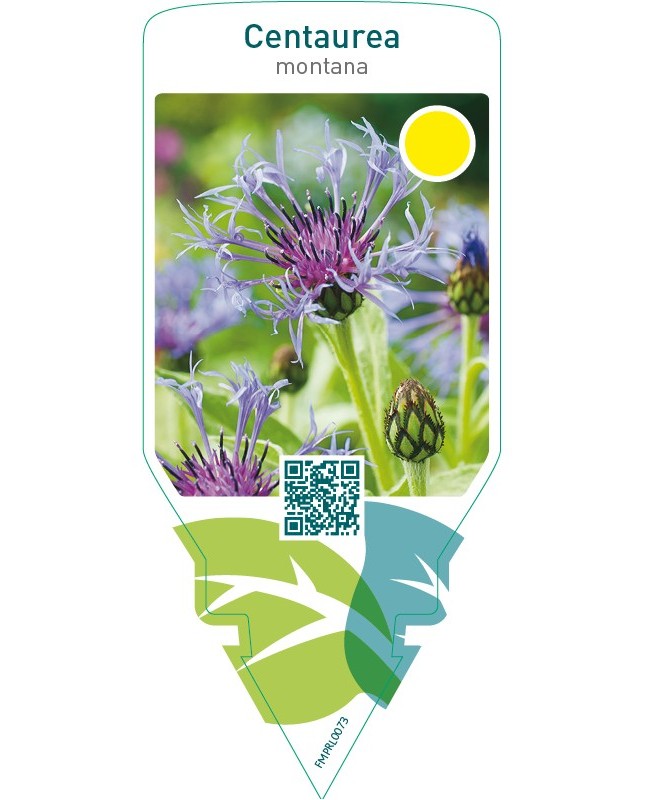 Centaurea montana