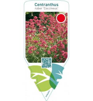 Centranthus ruber ‘Coccineus’
