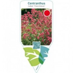 Centranthus ruber ‘Coccineus’