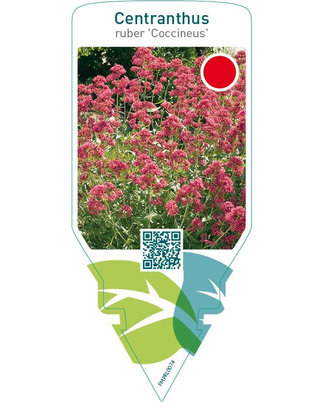 Centranthus ruber ‘Coccineus’