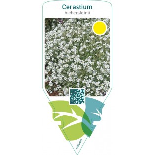 Cerastium biebersteinii