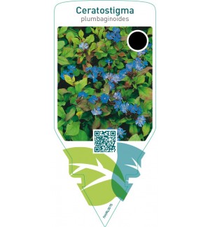 Ceratostigma plumbaginoides