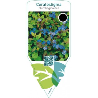 Ceratostigma plumbaginoides