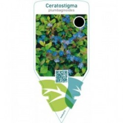 Ceratostigma plumbaginoides