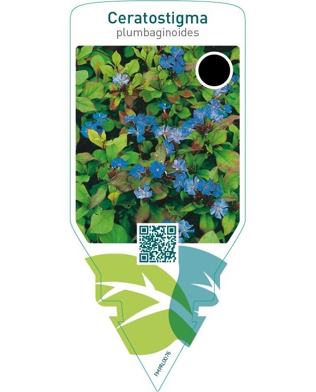 Ceratostigma plumbaginoides