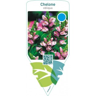 Chelone obliqua
