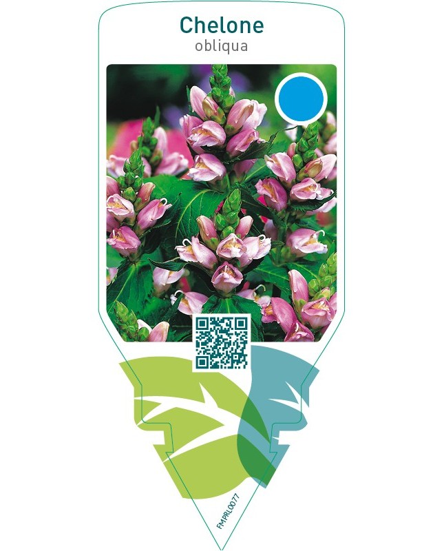 Chelone obliqua