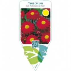 Tanacetum (C) ‘Robinson’s Red’
