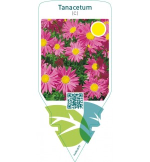 Tanacetum (C)  pink